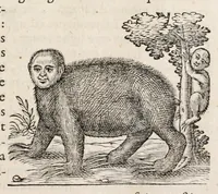 Picture 35 of 66 from L'histoire dv Nouveau monde, ou, Description des Indes occidentales : contenant dix-huict liures (1640), leaf 413