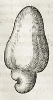 Picture 36 of 66 from L'histoire dv Nouveau monde, ou, Description des Indes occidentales : contenant dix-huict liures (1640), leaf 418