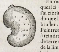 Picture 37 of 66 from L'histoire dv Nouveau monde, ou, Description des Indes occidentales : contenant dix-huict liures (1640), leaf 418