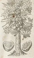 An illustration from L'histoire dv Nouveau monde, ou, Description des Indes occidentales : contenant dix-huict liures (1640)