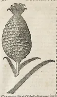 An illustration from L'histoire dv Nouveau monde, ou, Description des Indes occidentales : contenant dix-huict liures (1640)