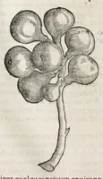 Picture 43 of 66 from L'histoire dv Nouveau monde, ou, Description des Indes occidentales : contenant dix-huict liures (1640), leaf 426