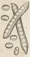 Picture 44 of 66 from L'histoire dv Nouveau monde, ou, Description des Indes occidentales : contenant dix-huict liures (1640), leaf 427