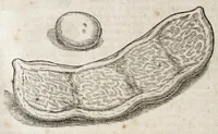 An illustration from L'histoire dv Nouveau monde, ou, Description des Indes occidentales : contenant dix-huict liures (1640)
