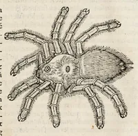 An illustration from L'histoire dv Nouveau monde, ou, Description des Indes occidentales : contenant dix-huict liures (1640)