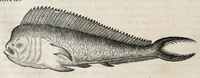An illustration from L'histoire dv Nouveau monde, ou, Description des Indes occidentales : contenant dix-huict liures (1640)