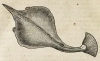 Picture 49 of 66 from L'histoire dv Nouveau monde, ou, Description des Indes occidentales : contenant dix-huict liures (1640), leaf 434