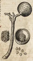 Picture 52 of 66 from L'histoire dv Nouveau monde, ou, Description des Indes occidentales : contenant dix-huict liures (1640), leaf 475