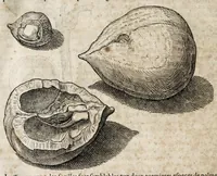An illustration from L'histoire dv Nouveau monde, ou, Description des Indes occidentales : contenant dix-huict liures (1640)