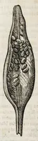 Picture 54 of 66 from L'histoire dv Nouveau monde, ou, Description des Indes occidentales : contenant dix-huict liures (1640), leaf 478