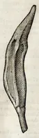 An illustration from L'histoire dv Nouveau monde, ou, Description des Indes occidentales : contenant dix-huict liures (1640)