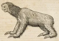 An illustration from L'histoire dv Nouveau monde, ou, Description des Indes occidentales : contenant dix-huict liures (1640)