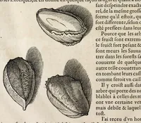 An illustration from L'histoire dv Nouveau monde, ou, Description des Indes occidentales : contenant dix-huict liures (1640)