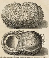 Picture 61 of 66 from L'histoire dv Nouveau monde, ou, Description des Indes occidentales : contenant dix-huict liures (1640), leaf 503