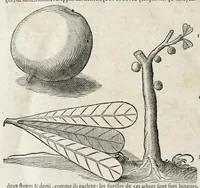 An illustration from L'histoire dv Nouveau monde, ou, Description des Indes occidentales : contenant dix-huict liures (1640)