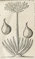 An illustration from L'histoire dv Nouveau monde, ou, Description des Indes occidentales : contenant dix-huict liures (1640)