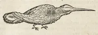 An illustration from L'histoire dv Nouveau monde, ou, Description des Indes occidentales : contenant dix-huict liures (1640)