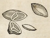 An illustration from L'histoire dv Nouveau monde, ou, Description des Indes occidentales : contenant dix-huict liures (1640)