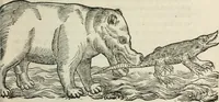 An illustration from L'histoire naturelle des estranges poissons marins, avec la vraie peincture & description du daulphin, & de plusieurs autres de son espece (1551)