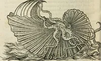 An illustration from L'histoire naturelle des estranges poissons marins, avec la vraie peincture & description du daulphin, & de plusieurs autres de son espece (1551)