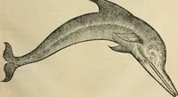 An illustration from L'histoire naturelle des estranges poissons marins, avec la vraie peincture & description du daulphin, & de plusieurs autres de son espece (1551)