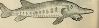 An illustration from L'histoire naturelle des estranges poissons marins, avec la vraie peincture & description du daulphin, & de plusieurs autres de son espece (1551)