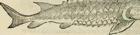 An illustration from L'histoire naturelle des estranges poissons marins, avec la vraie peincture & description du daulphin, & de plusieurs autres de son espece (1551)