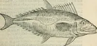 Picture 10 of 29 from L'histoire naturelle des estranges poissons marins, avec la vraie peincture & description du daulphin, & de plusieurs autres de son espece (1551), leaf 32