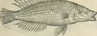 An illustration from L'histoire naturelle des estranges poissons marins, avec la vraie peincture & description du daulphin, & de plusieurs autres de son espece (1551)