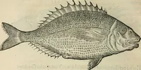 Picture 12 of 29 from L'histoire naturelle des estranges poissons marins, avec la vraie peincture & description du daulphin, & de plusieurs autres de son espece (1551), leaf 41