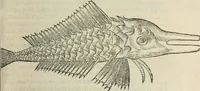 An illustration from L'histoire naturelle des estranges poissons marins, avec la vraie peincture & description du daulphin, & de plusieurs autres de son espece (1551)