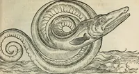 An illustration from L'histoire naturelle des estranges poissons marins, avec la vraie peincture & description du daulphin, & de plusieurs autres de son espece (1551)