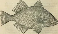 An illustration from L'histoire naturelle des estranges poissons marins, avec la vraie peincture & description du daulphin, & de plusieurs autres de son espece (1551)