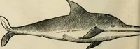 An illustration from L'histoire naturelle des estranges poissons marins, avec la vraie peincture & description du daulphin, & de plusieurs autres de son espece (1551)