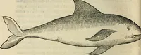 An illustration from L'histoire naturelle des estranges poissons marins, avec la vraie peincture & description du daulphin, & de plusieurs autres de son espece (1551)