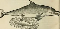 An illustration from L'histoire naturelle des estranges poissons marins, avec la vraie peincture & description du daulphin, & de plusieurs autres de son espece (1551)