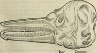 An illustration from L'histoire naturelle des estranges poissons marins, avec la vraie peincture & description du daulphin, & de plusieurs autres de son espece (1551)