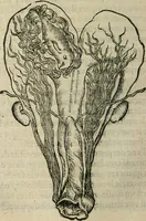 An illustration from L'histoire naturelle des estranges poissons marins, avec la vraie peincture & description du daulphin, & de plusieurs autres de son espece (1551)