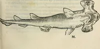 Picture 23 of 29 from L'histoire naturelle des estranges poissons marins, avec la vraie peincture & description du daulphin, & de plusieurs autres de son espece (1551), leaf 94