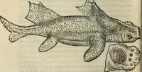 An illustration from L'histoire naturelle des estranges poissons marins, avec la vraie peincture & description du daulphin, & de plusieurs autres de son espece (1551)