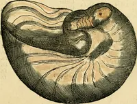 An illustration from L'histoire naturelle des estranges poissons marins, avec la vraie peincture & description du daulphin, & de plusieurs autres de son espece (1551)