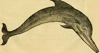An illustration from L'histoire naturelle des estranges poissons marins, avec la vraie peincture & description du daulphin, & de plusieurs autres de son espece (1551)