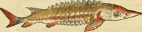An illustration from L'histoire naturelle des estranges poissons marins, avec la vraie peincture & description du daulphin, & de plusieurs autres de son espece (1551)