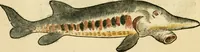 An illustration from L'histoire naturelle des estranges poissons marins, avec la vraie peincture & description du daulphin, & de plusieurs autres de son espece (1551)