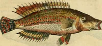 An illustration from L'histoire naturelle des estranges poissons marins, avec la vraie peincture & description du daulphin, & de plusieurs autres de son espece (1551)