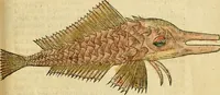 An illustration from L'histoire naturelle des estranges poissons marins, avec la vraie peincture & description du daulphin, & de plusieurs autres de son espece (1551)