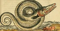 An illustration from L'histoire naturelle des estranges poissons marins, avec la vraie peincture & description du daulphin, & de plusieurs autres de son espece (1551)