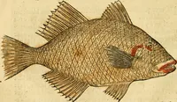 An illustration from L'histoire naturelle des estranges poissons marins, avec la vraie peincture & description du daulphin, & de plusieurs autres de son espece (1551)
