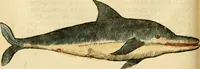 An illustration from L'histoire naturelle des estranges poissons marins, avec la vraie peincture & description du daulphin, & de plusieurs autres de son espece (1551)