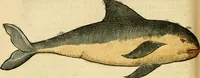 An illustration from L'histoire naturelle des estranges poissons marins, avec la vraie peincture & description du daulphin, & de plusieurs autres de son espece (1551)